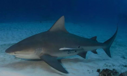 91直播公牛鲨,揭秘电竞新星的崛起之路