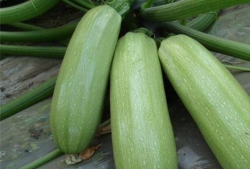 娱乐圈吃瓜有什么好处,揭秘娱乐八卦背后的乐趣与益处